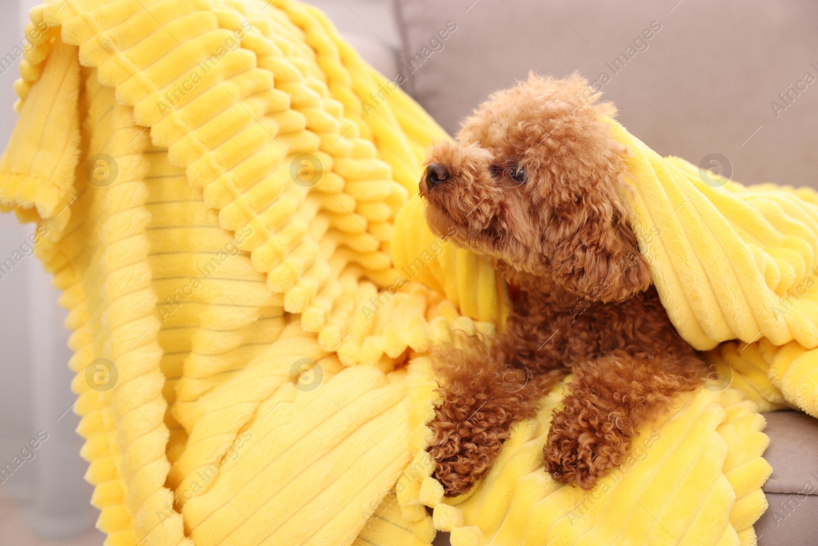 Photo of Cute Maltipoo dog covered with plaid on armchair. Lovely pet