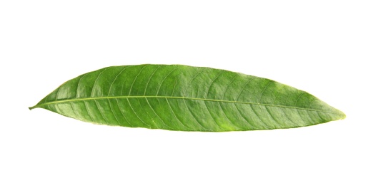 Photo of Fresh green mango leaf on white background