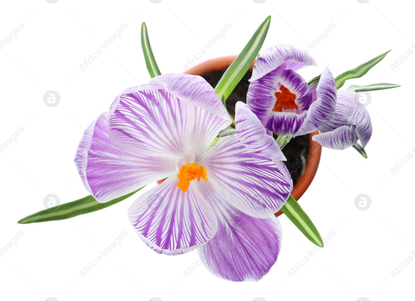 Photo of Beautiful potted crocus flowers isolated on white, top view