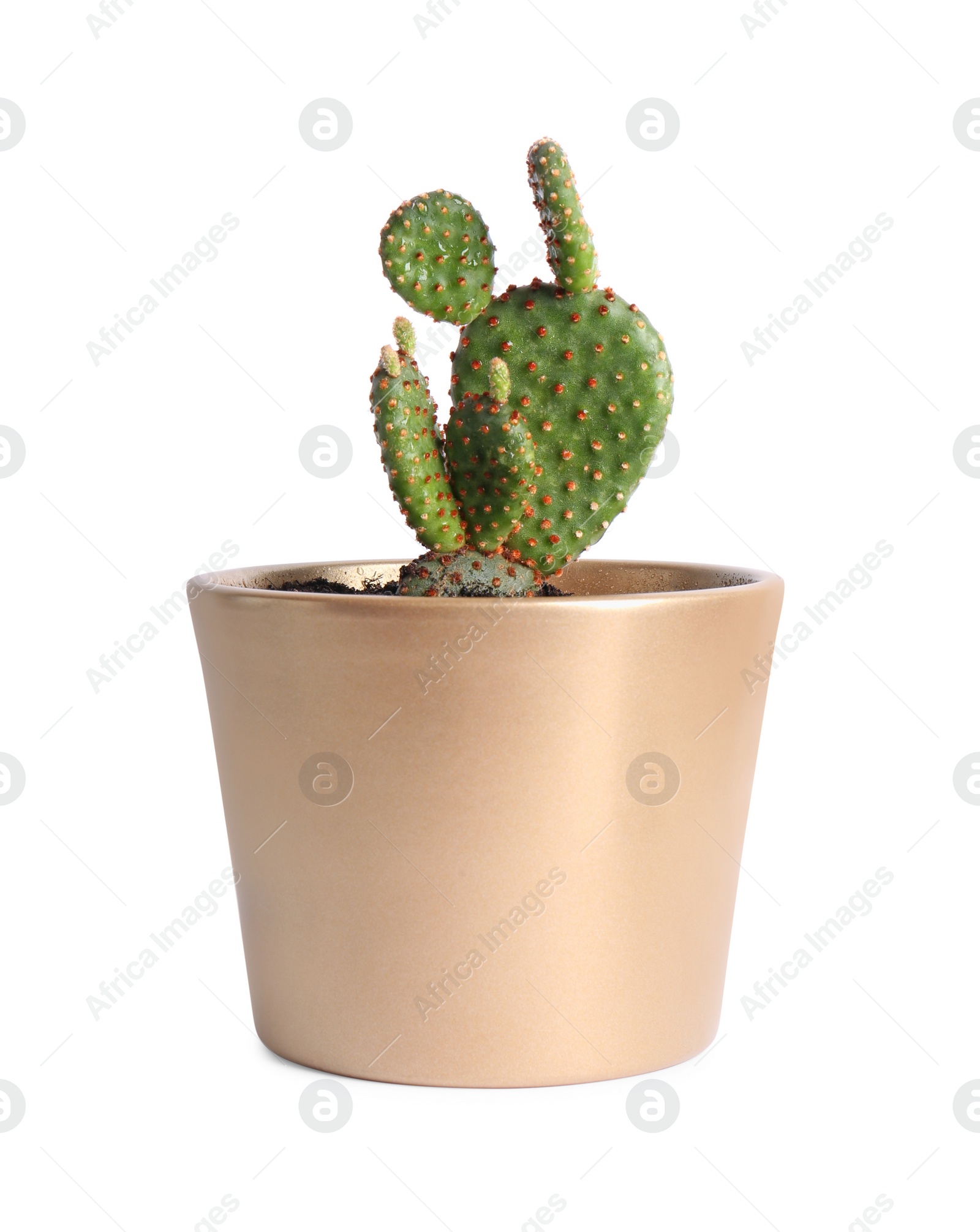 Photo of Beautiful green exotic cactus in pot isolated on white