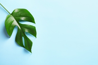 Photo of Beautiful tropical Monstera leaf on color background, top view