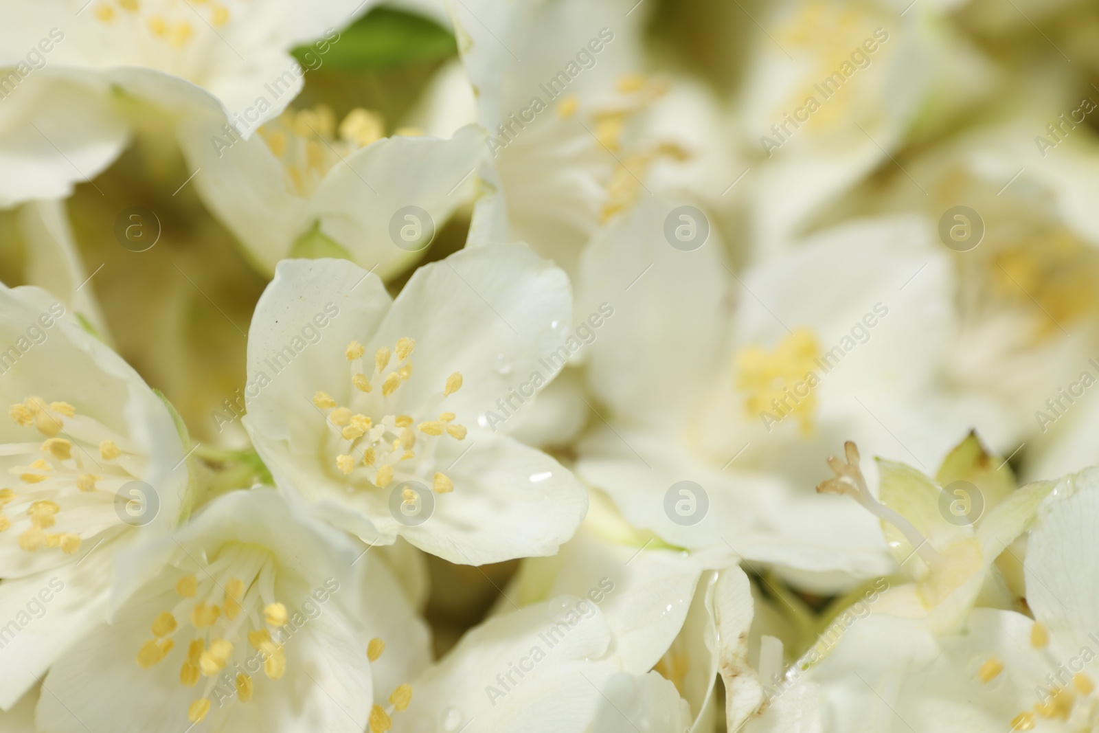 Photo of Beautiful jasmine flowers as background, closeup view