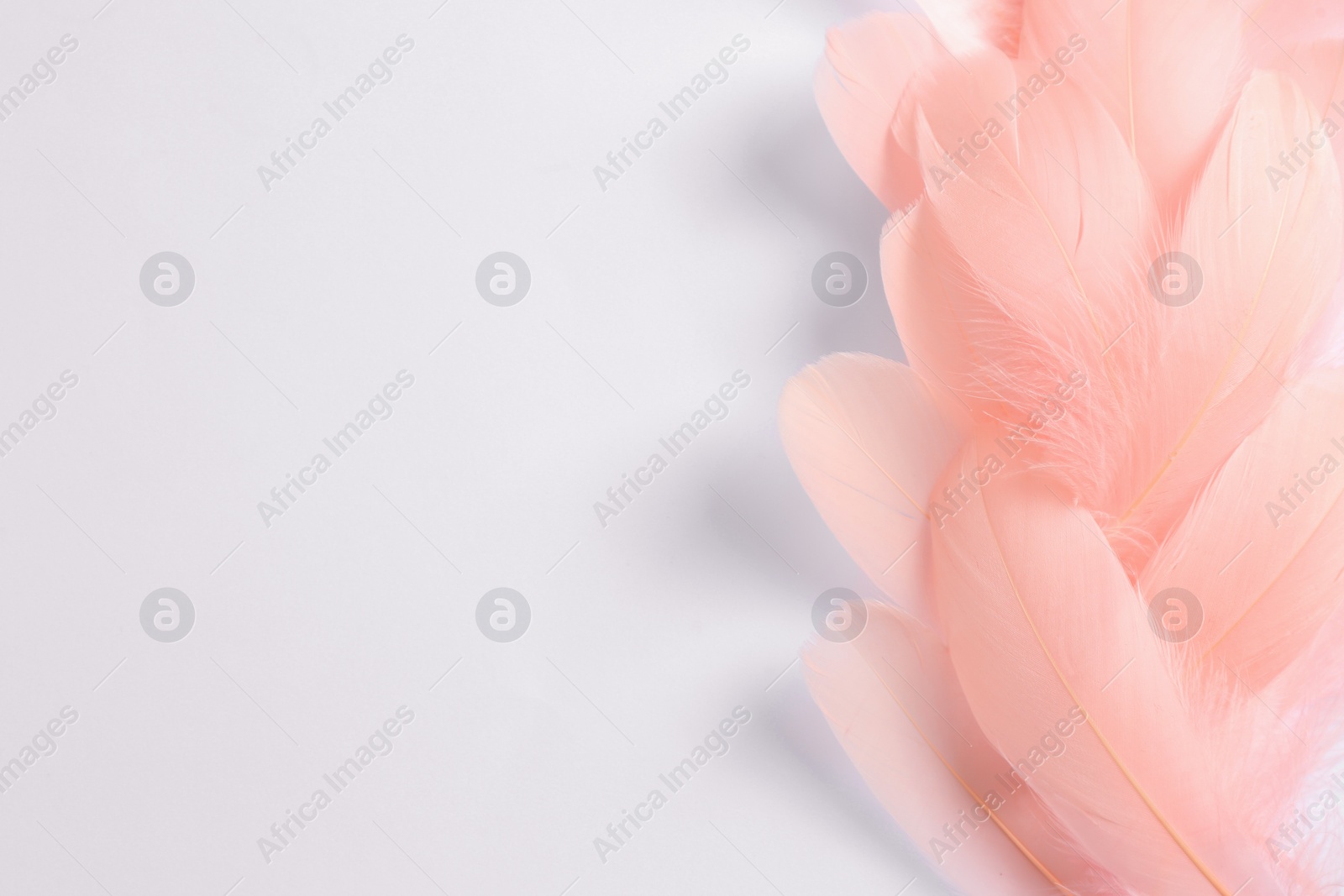 Photo of Beautiful light pink feathers on white background, top view. Space for text