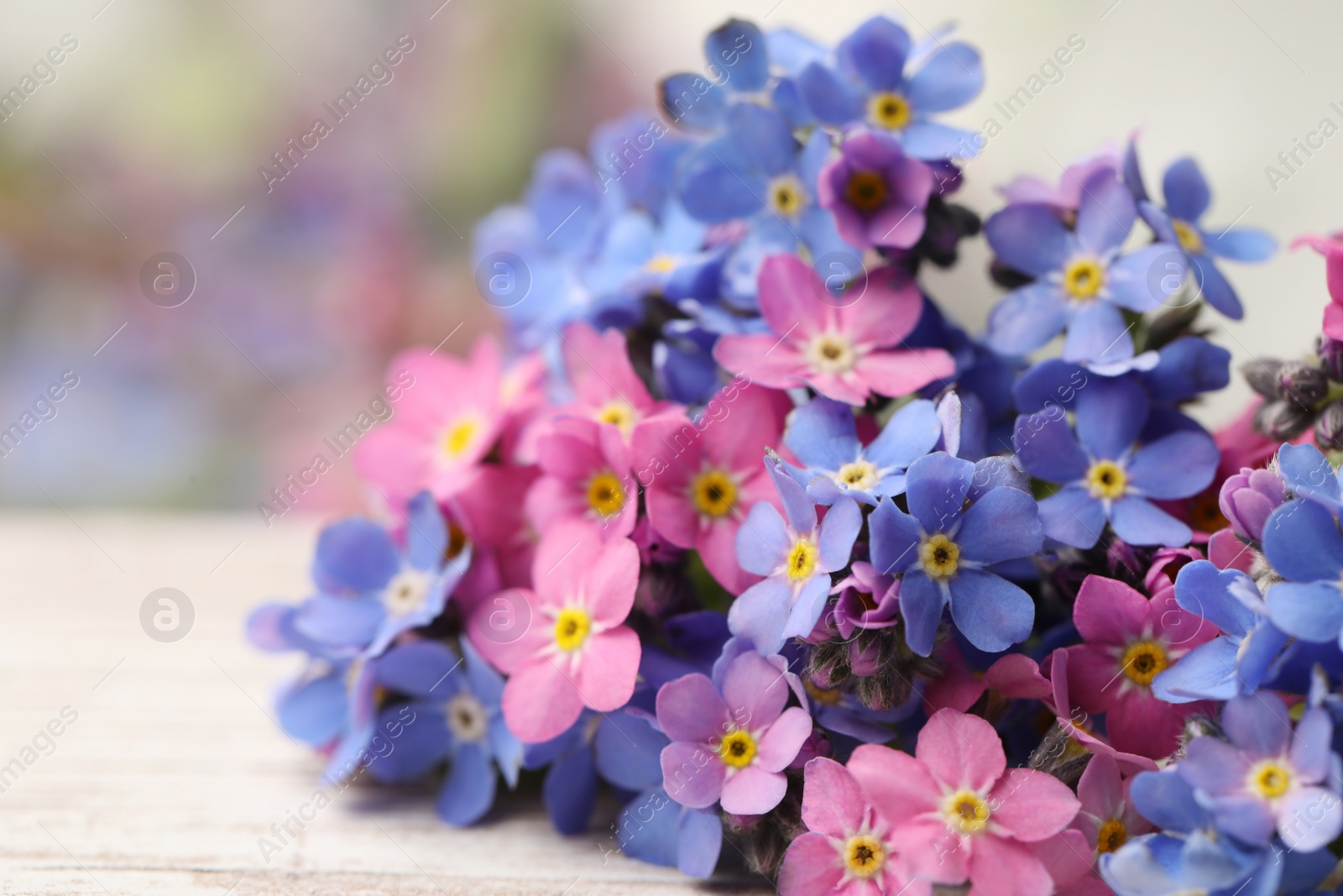 Photo of Beautiful blue and pink Forget-me-not flowers on white table
