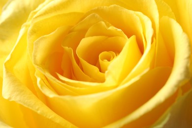 Beautiful rose with yellow petals as background, macro view