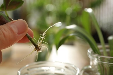 Photo of Woman holding root of house plant on blurred background, closeup. Space for text