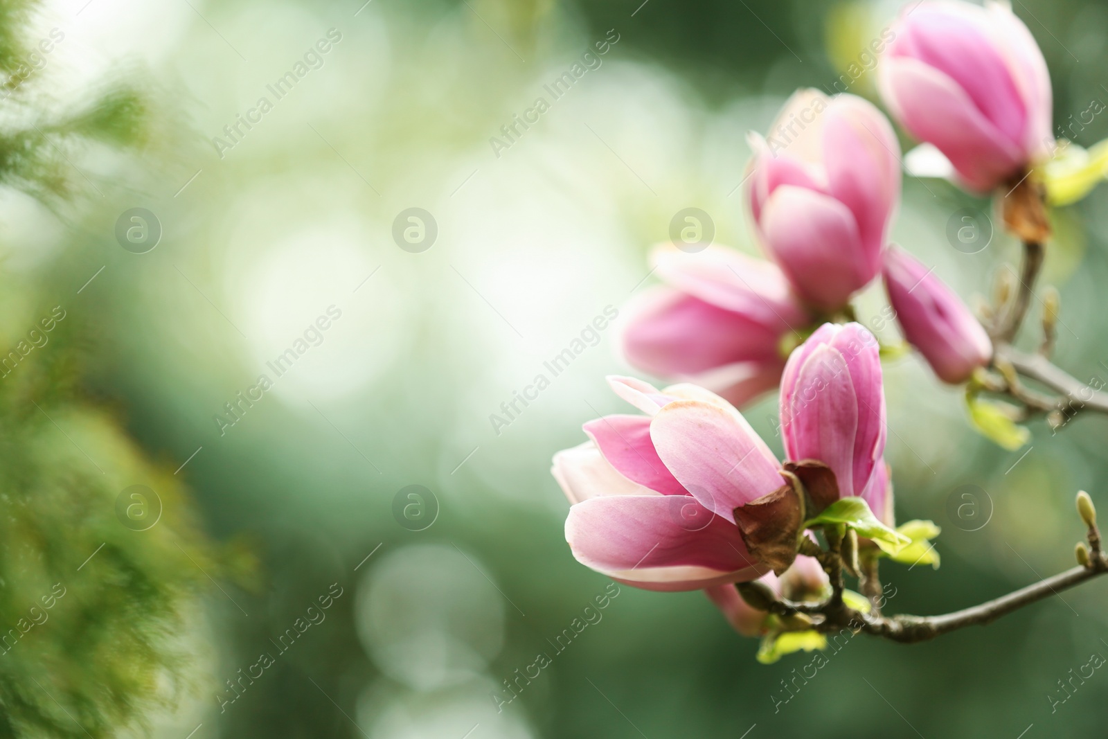 Photo of Closeup view of magnolia tree with beautiful flowers outdoors, space for text. Amazing spring blossom