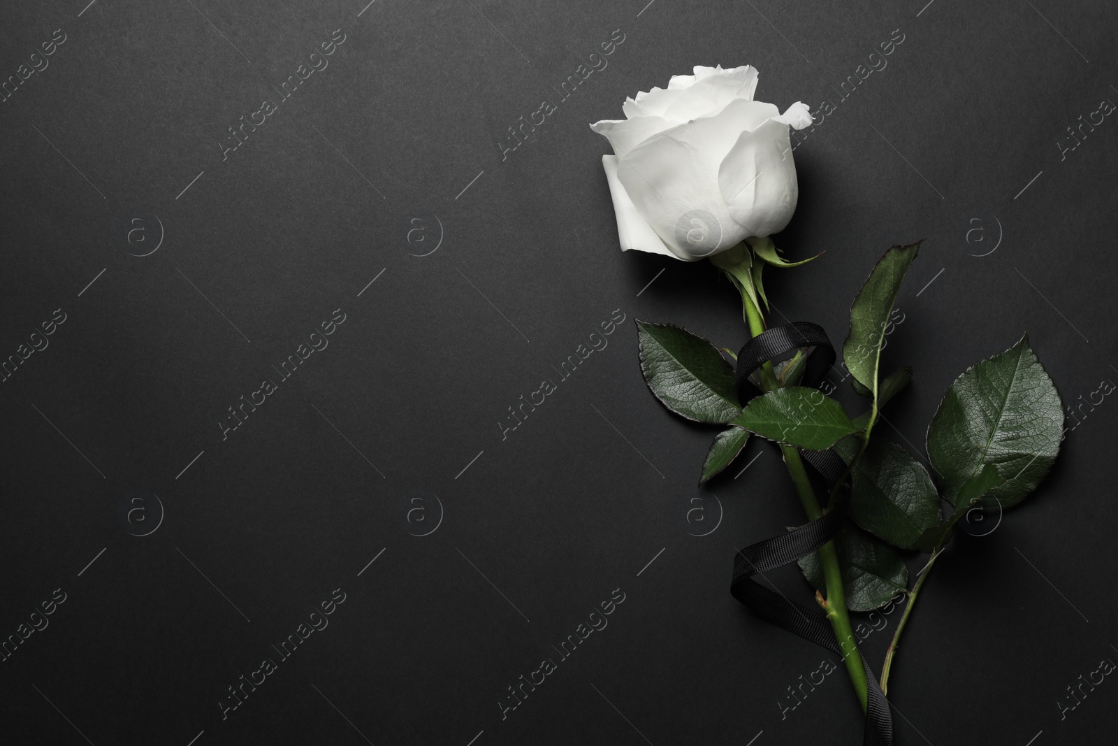 Photo of Beautiful white rose with black ribbon on dark background, top view. Space for text