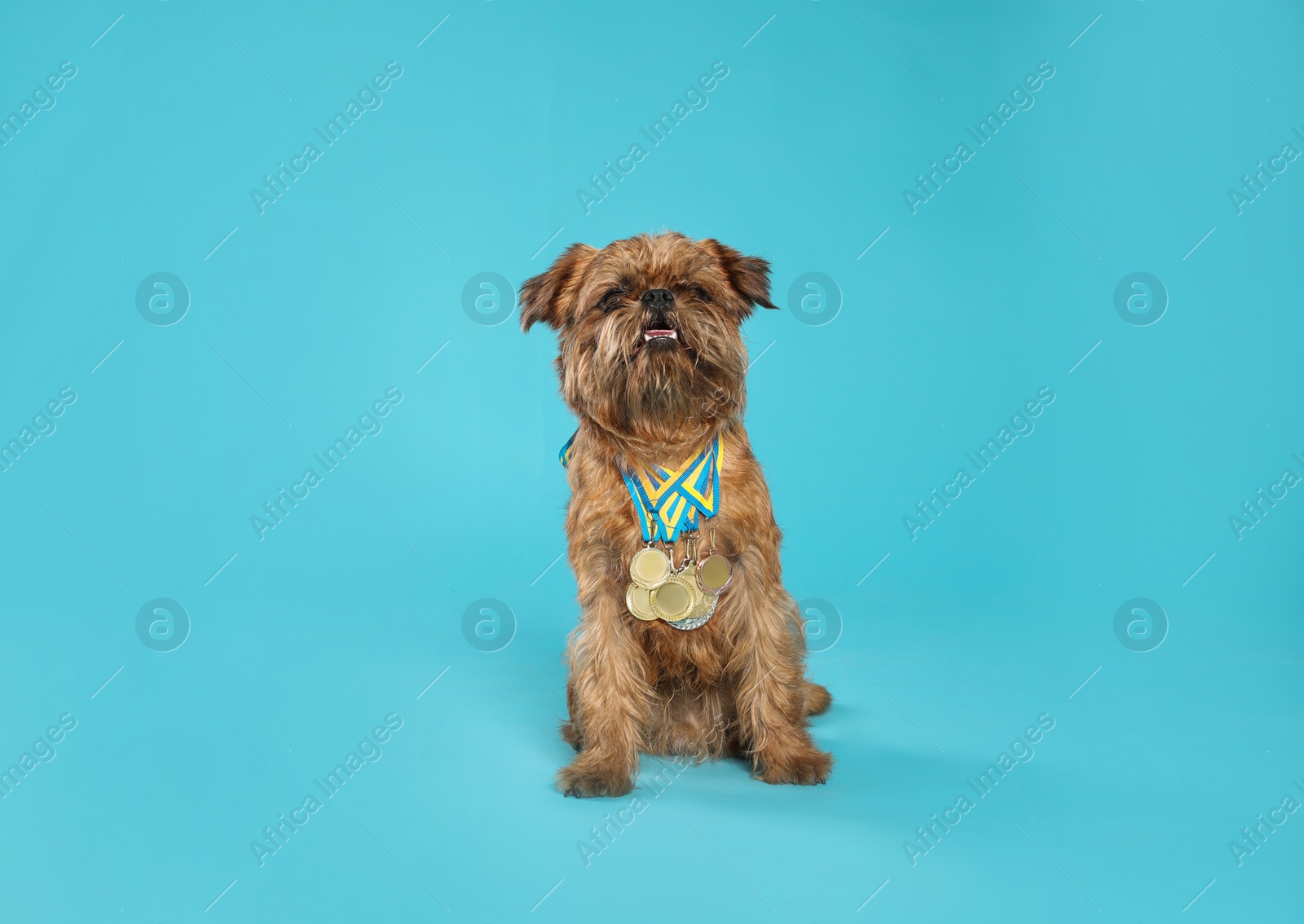 Photo of Cute Brussels Griffon dog with champion medals on light blue background