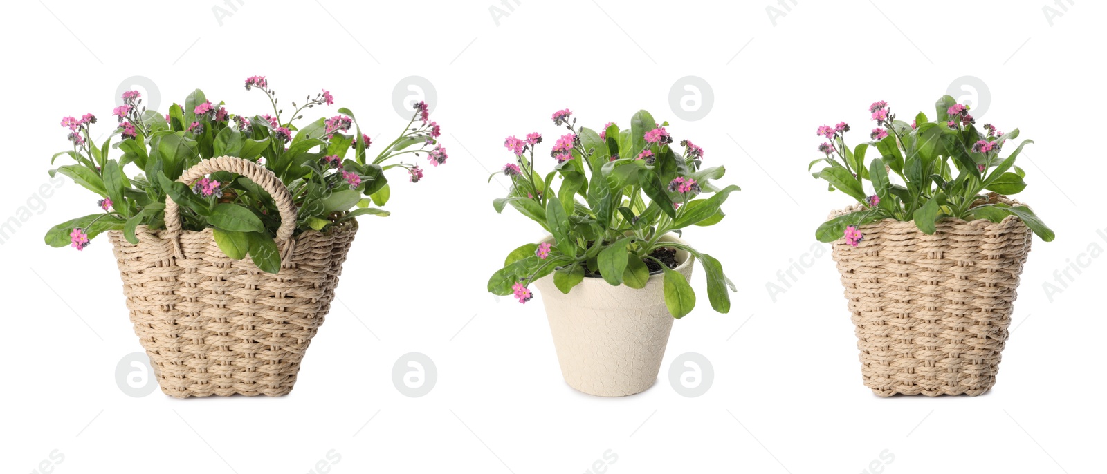 Image of Set with beautiful tender forget me not flowers on white background. Banner design