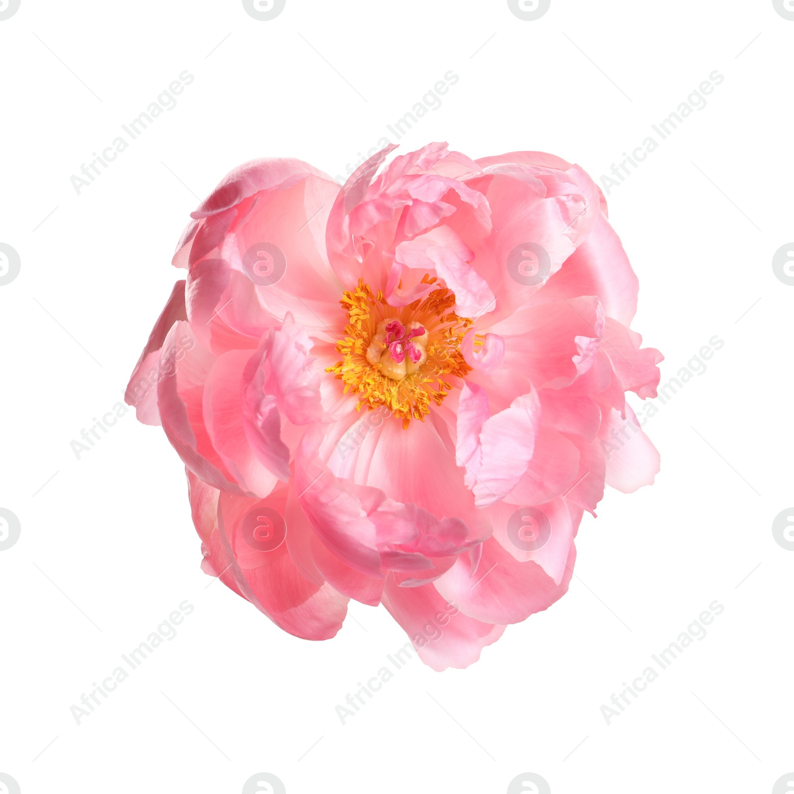 Photo of Beautiful pink peony flower isolated on white