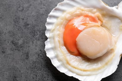 Photo of Fresh raw scallop in shell on grey table, top view. Space for text