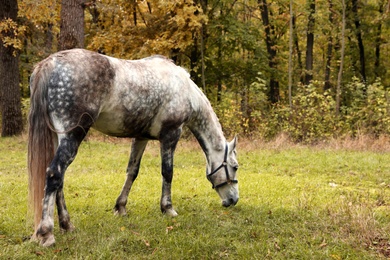Photo of Horse with bridle in park on autumn day