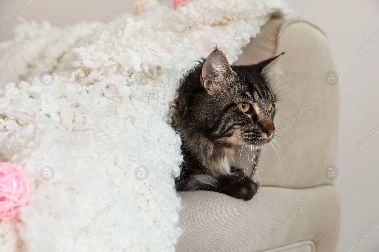 Photo of Cute cat with blanket on sofa at home. Warm and cozy winter