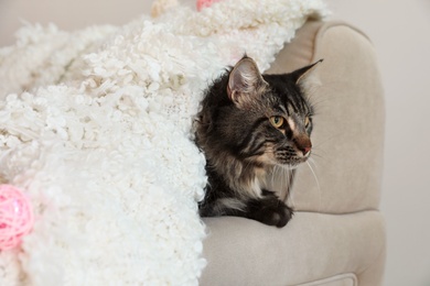 Photo of Cute cat with blanket on sofa at home. Warm and cozy winter