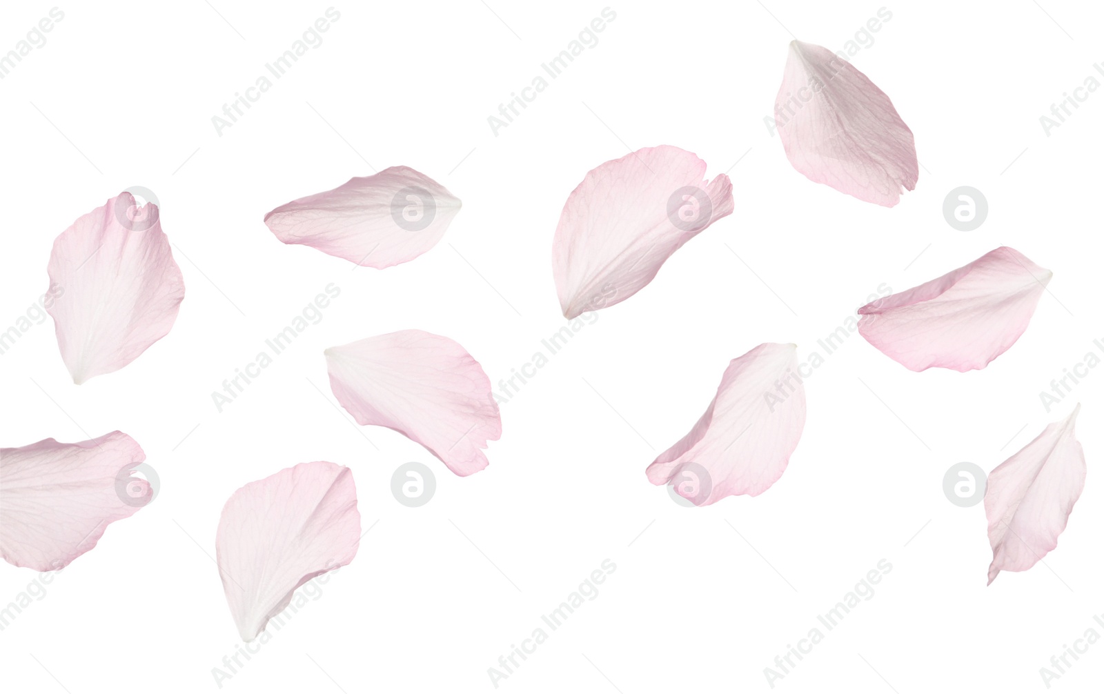 Photo of Beautiful pink sakura blossom petals isolated on white