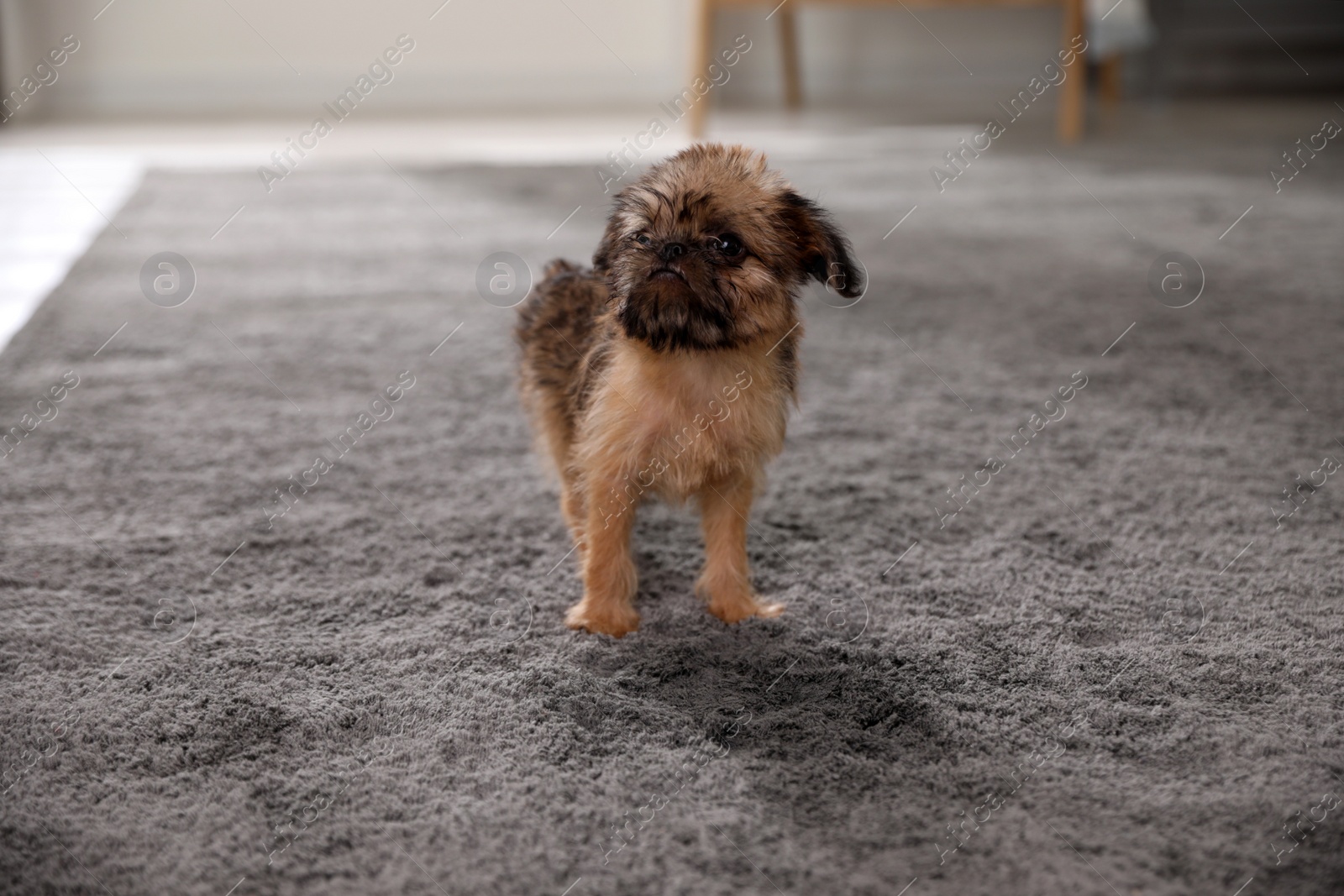 Photo of Adorable Brussels Griffon puppy near puddle on carpet indoors