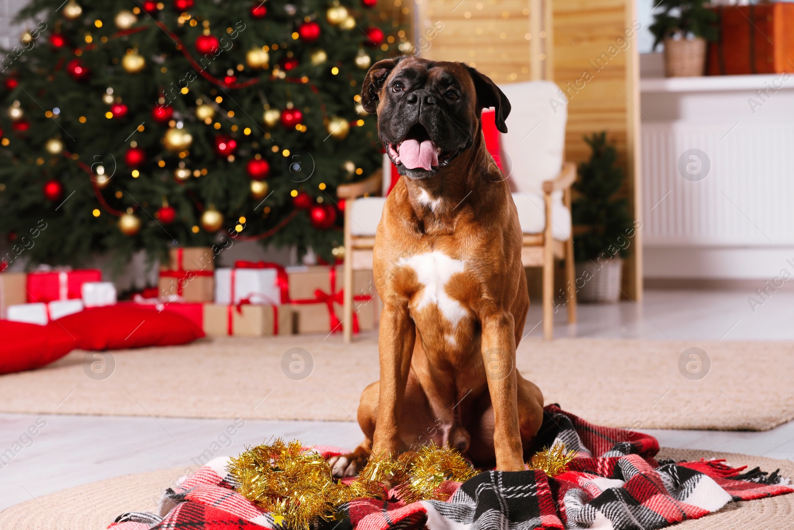 Photo of Cute dog in room decorated for Christmas