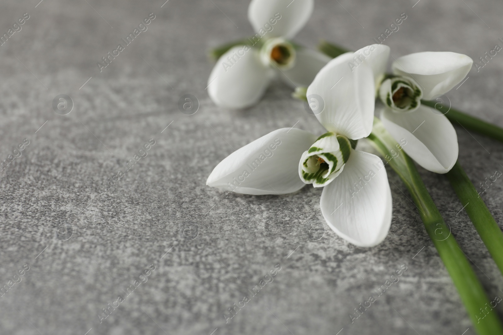 Photo of Beautiful snowdrop flowers on grey table, closeup. Space for text
