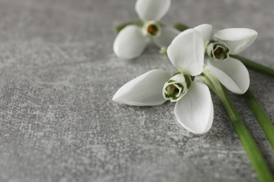 Beautiful snowdrop flowers on grey table, closeup. Space for text