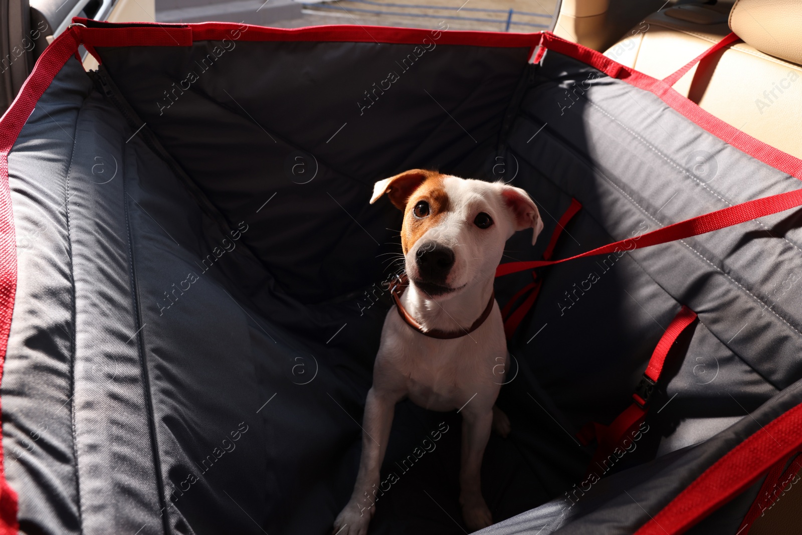 Photo of Cute Jack Russel Terrier dog in bag carrier inside car. Pet accessory