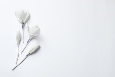 Photo of Flat lay composition with spring crocus flowers on light background, space for text