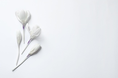 Flat lay composition with spring crocus flowers on light background, space for text