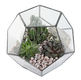 Photo of Glass florarium vase with succulents isolated on white, top view