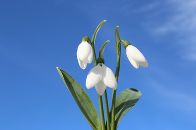 Beautiful blooming snowdrops against blue sky. Spring flowers