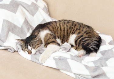 Photo of Cute cat sleeping on sofa at home. Lovely pet