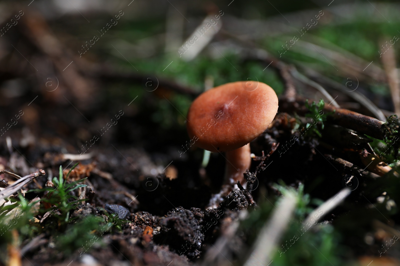 Photo of One mushroom growing in forest, closeup. Space for text