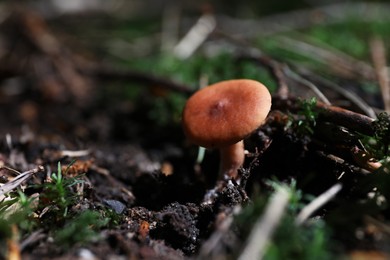 Photo of One mushroom growing in forest, closeup. Space for text