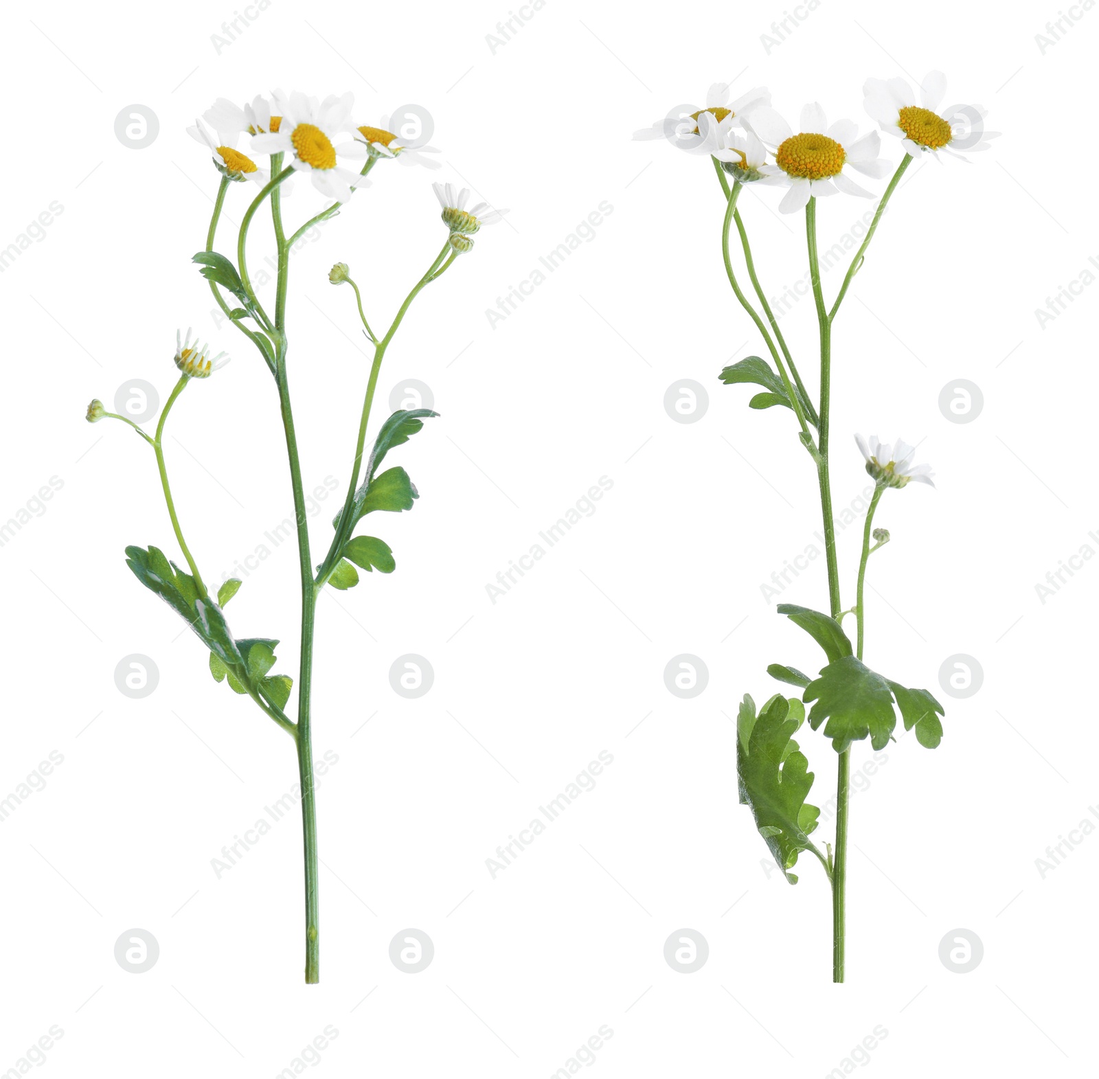 Image of Beautiful chamomile flowers on white background 