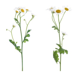 Image of Beautiful chamomile flowers on white background 