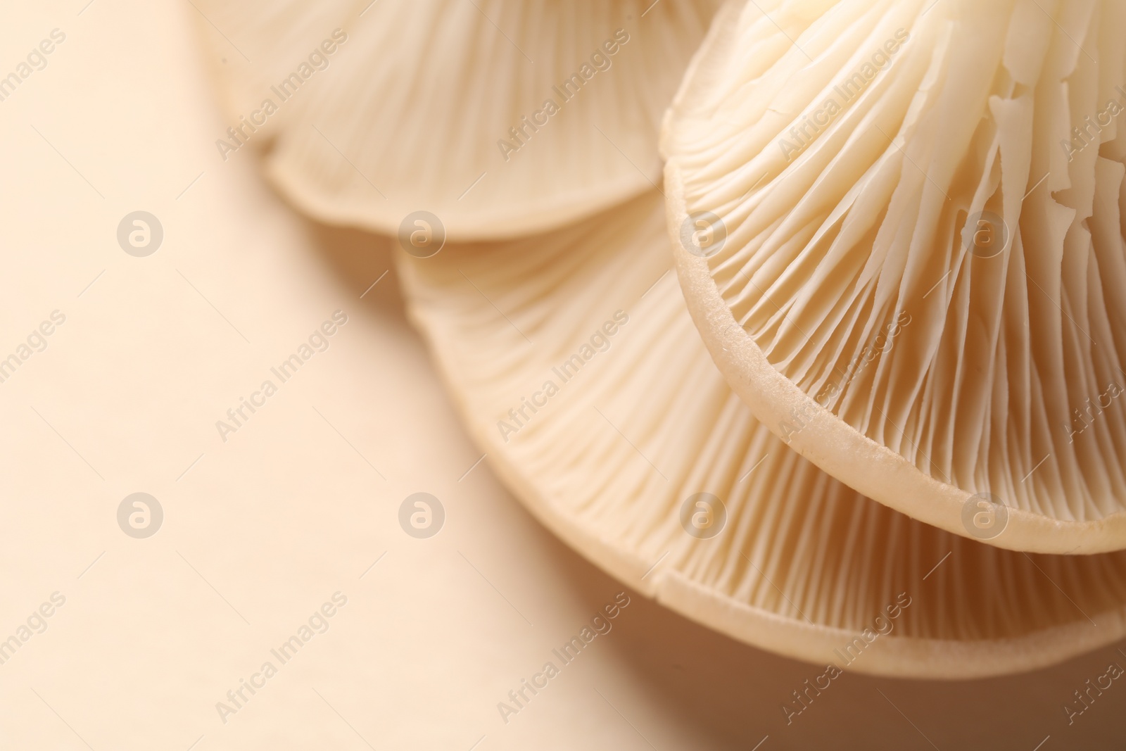 Photo of Fresh oyster mushrooms on beige background, macro view. Space for text