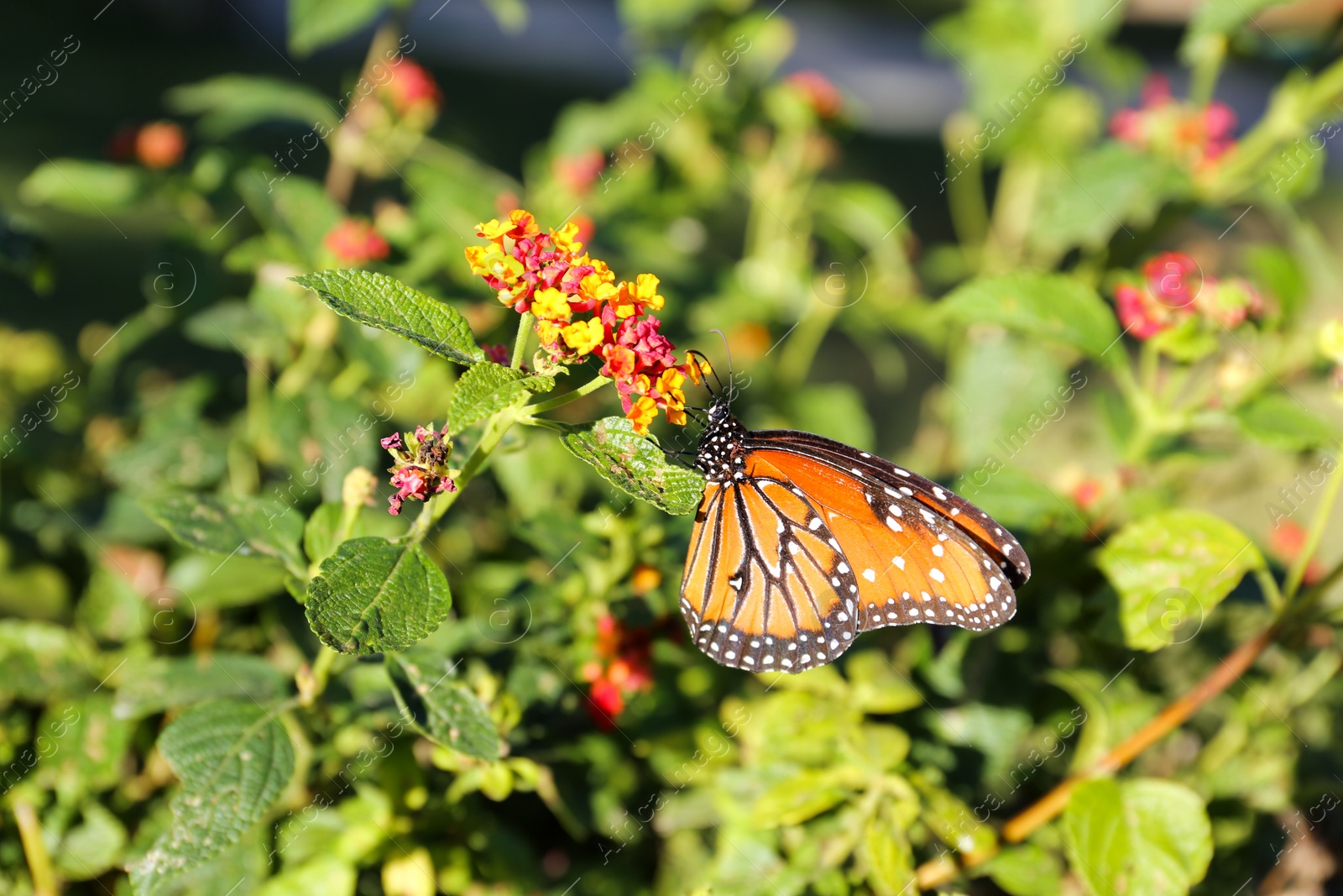 Photo of Beautiful orange Monarch butterfly on plant outdoors