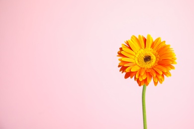 Photo of Beautiful bright gerbera flower on color background. Space for text