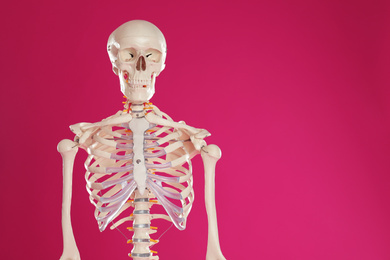 Photo of Artificial human skeleton model on crimson background. Space for text