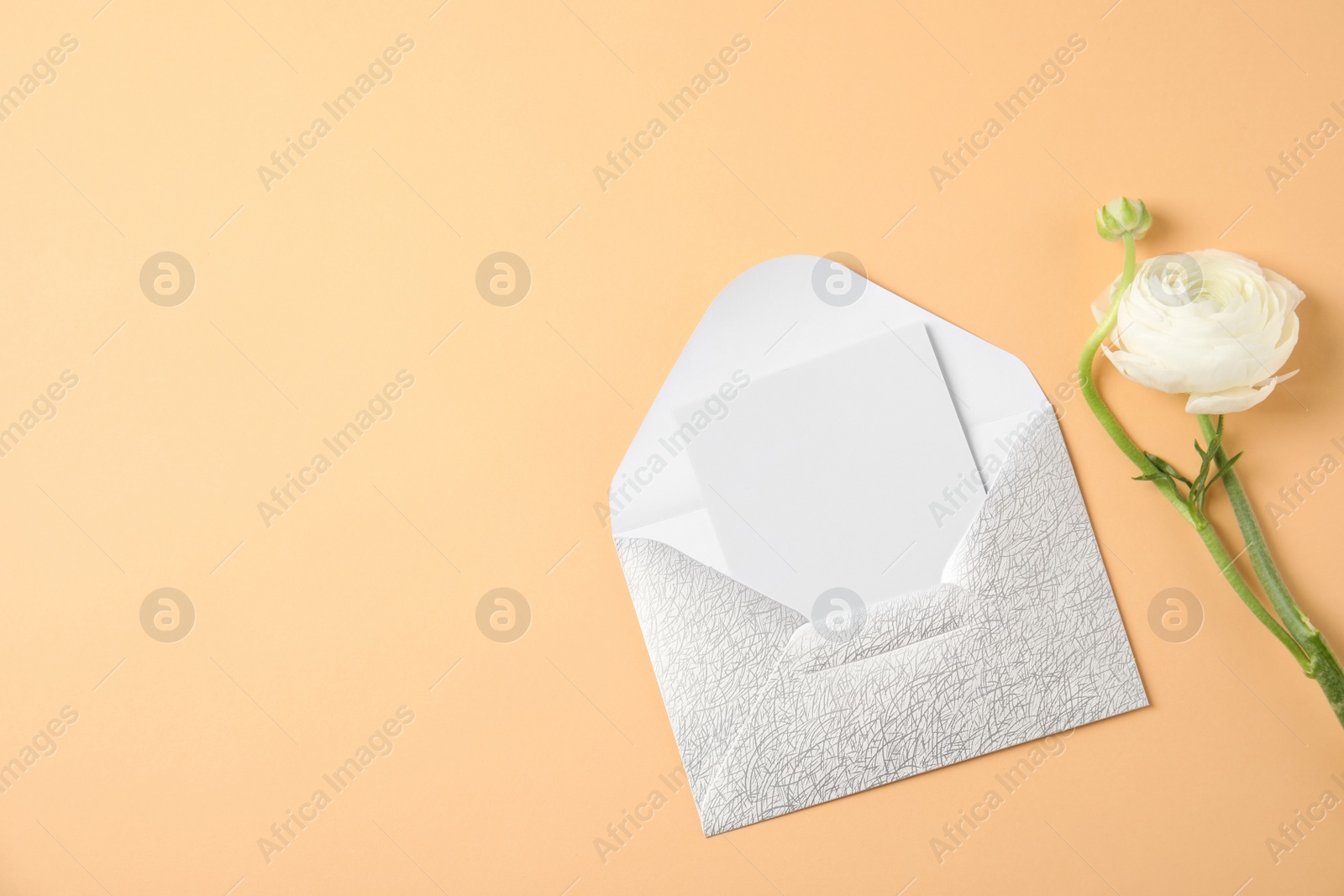 Photo of Flat lay composition with beautiful ranunculus flower and card in envelope on color background. Space for text