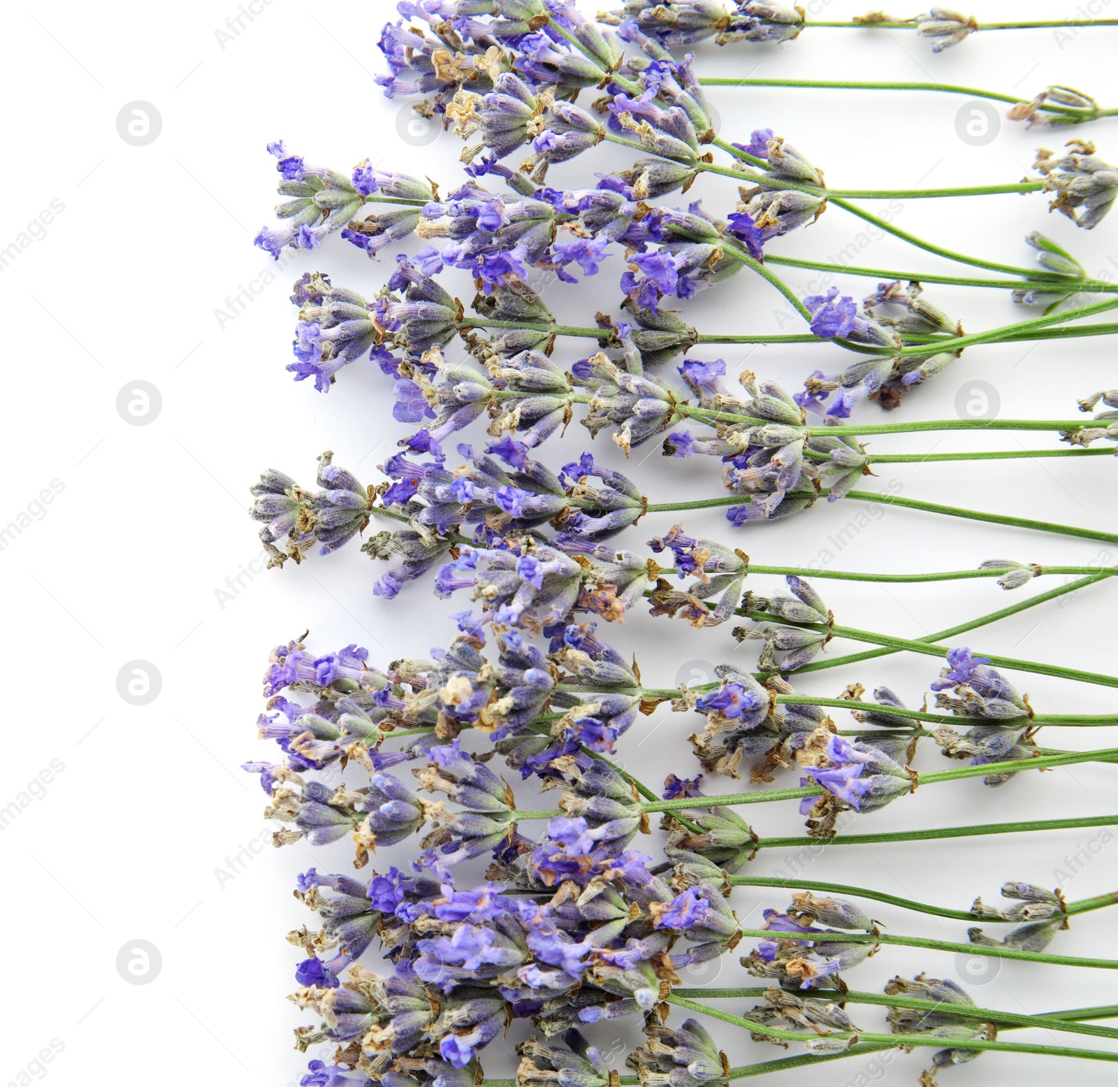 Photo of Beautiful blooming lavender flowers on white background