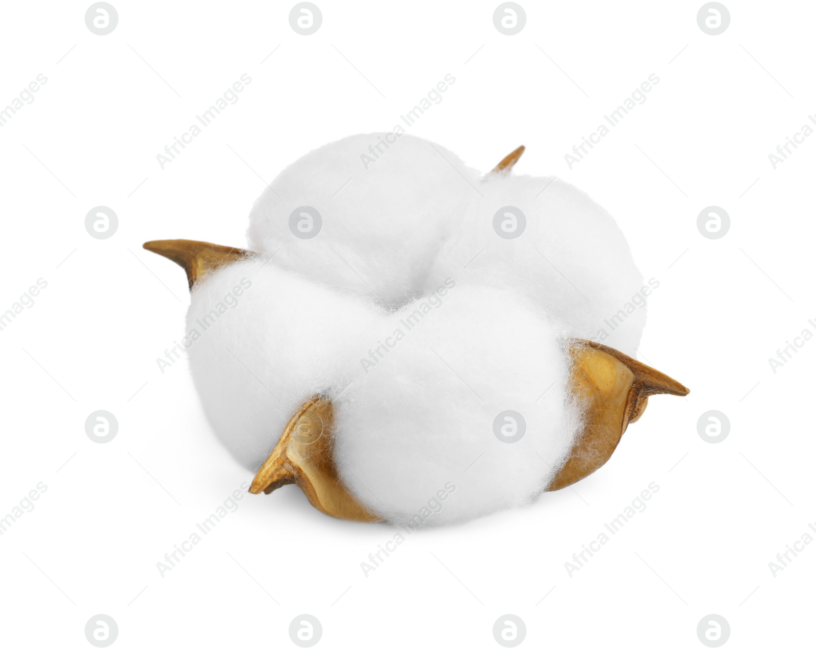 Photo of One soft cotton flower isolated on white