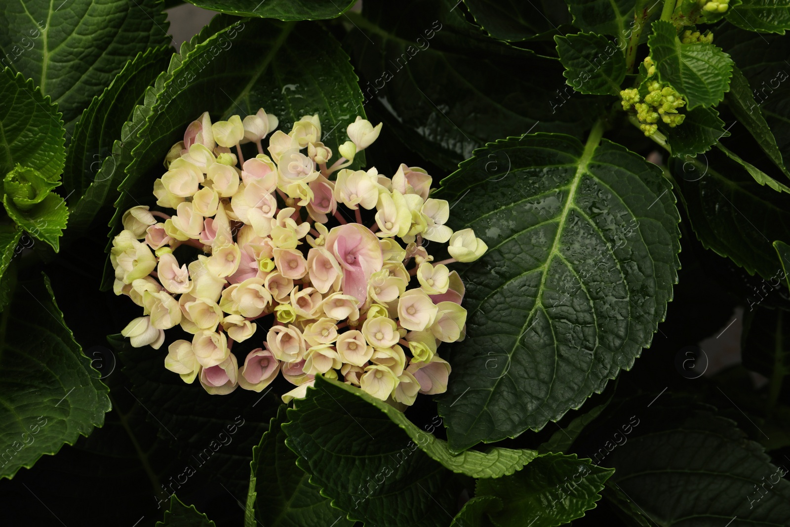 Photo of Beautiful hortensia plant with light flowers, closeup