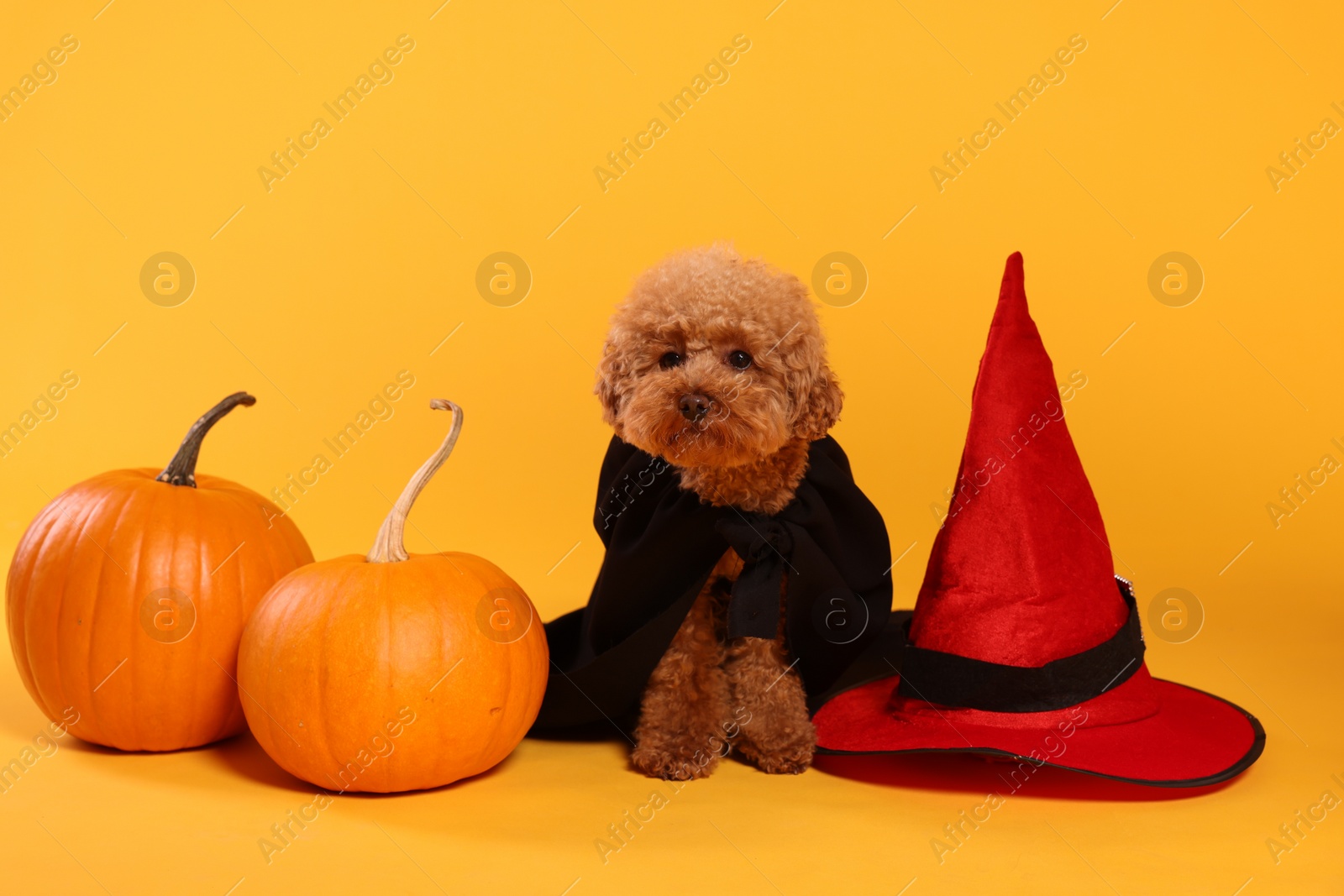 Photo of Cute Maltipoo dog with hat and pumpkins dressed in Halloween costume on orange background