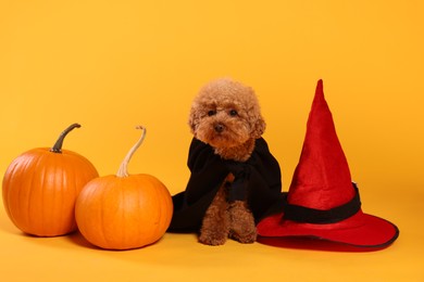 Cute Maltipoo dog with hat and pumpkins dressed in Halloween costume on orange background