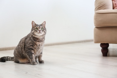 Photo of Cute gray tabby cat sitting on floor indoors, space for text. Lovely pet