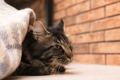 Cute cat with blanket near brick wall. Warm and cozy winter