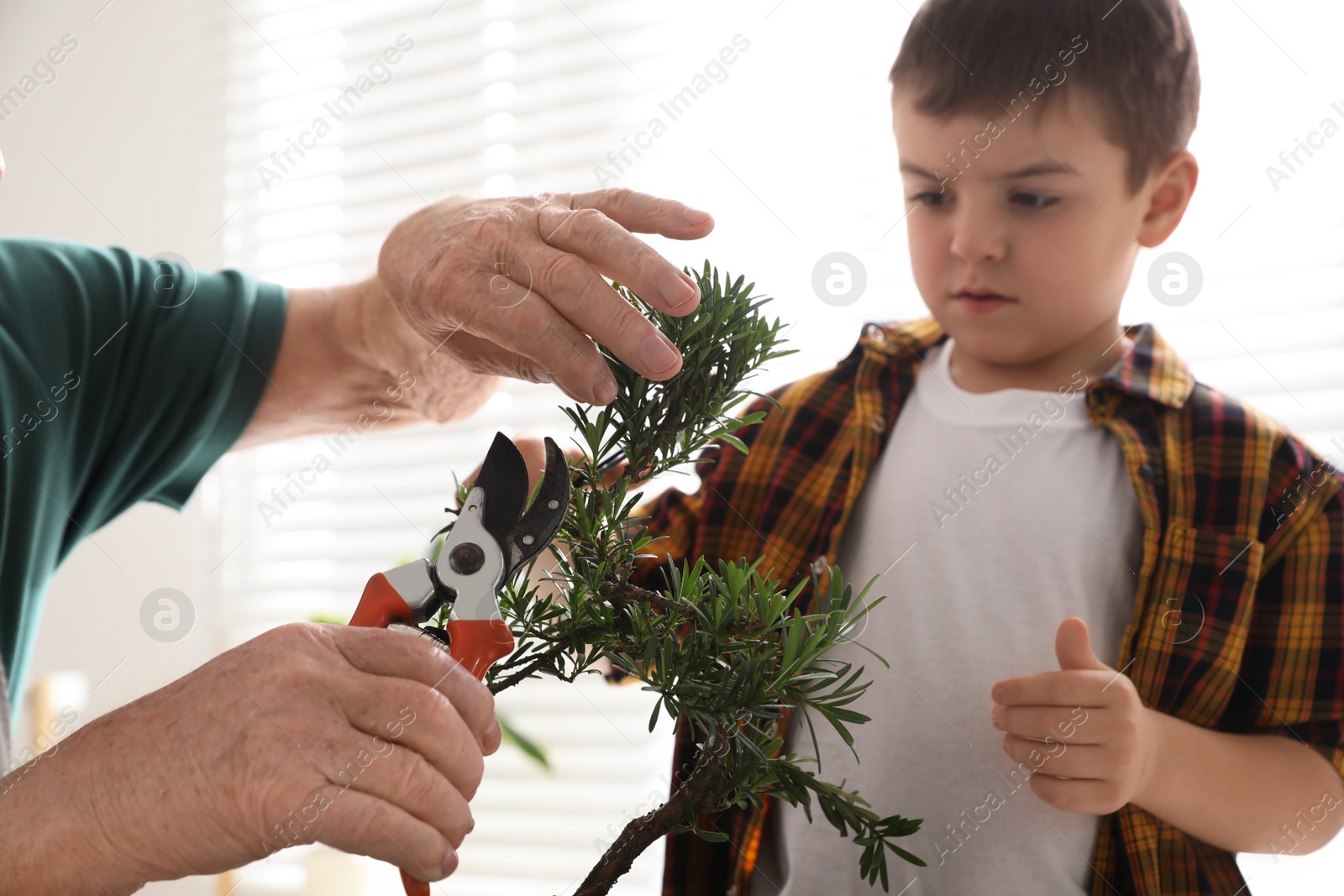 Photo of Senior man with little grandson taking care of Japanese bonsai plant indoors. Creating zen atmosphere at home