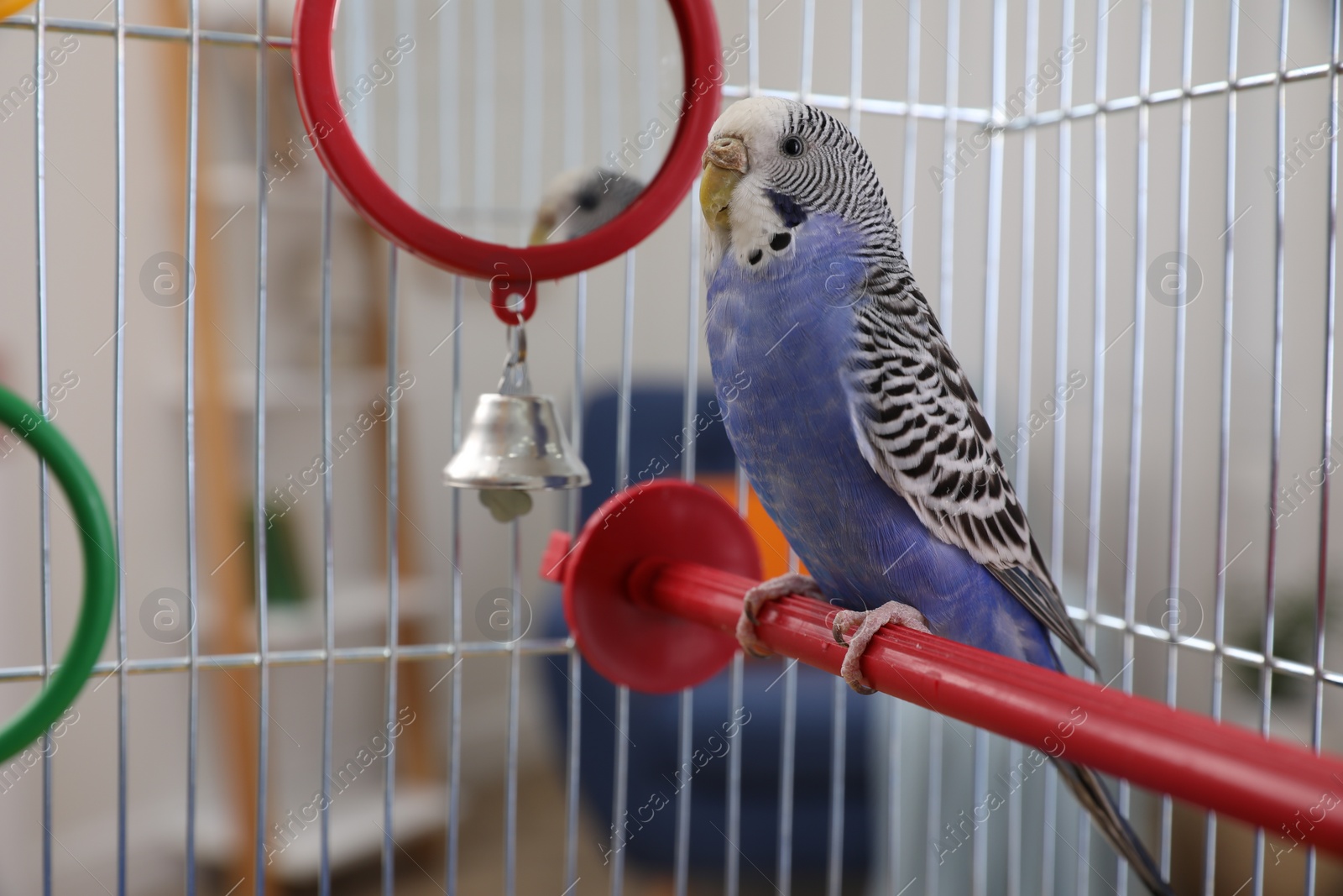 Photo of Beautiful light blue parrot in cage indoors. Cute pet