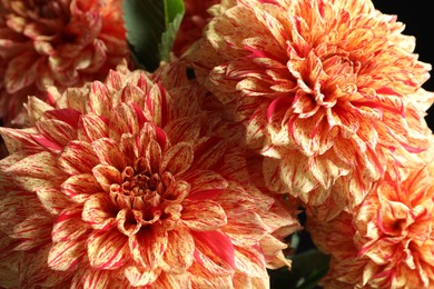 Photo of Beautiful coral dahlia flowers as background, closeup
