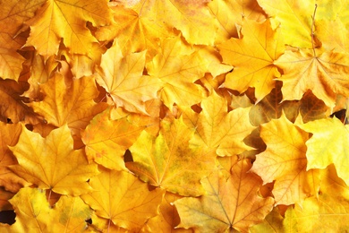 Many autumn leaves as background, top view